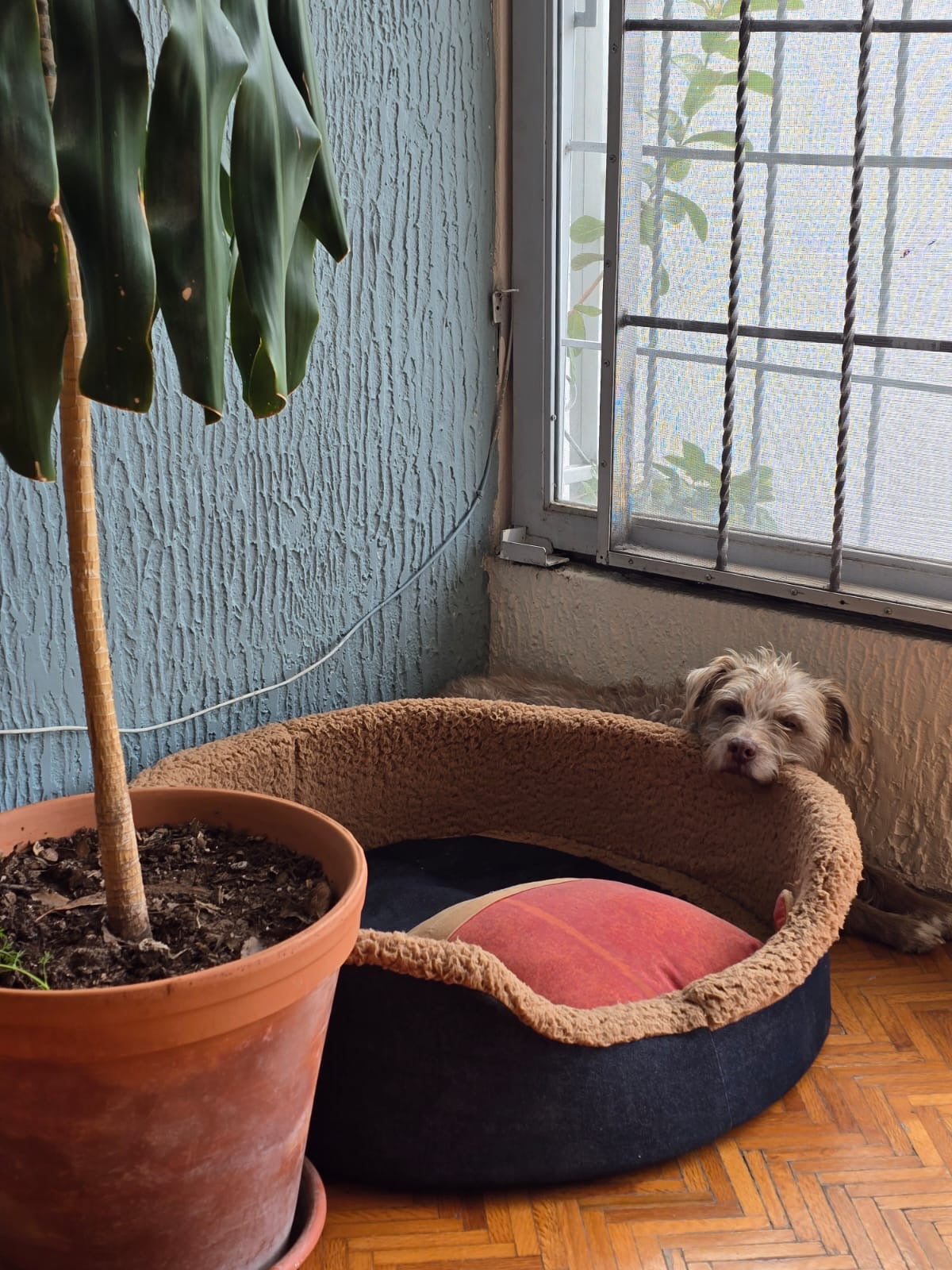 Baxter descansando junto a su cama, una planta y la ventana